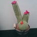 cactus uncinetto 