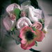 *bouquet regalo nascita bimba "Bocciolino rosellina medio"*