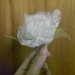 Pin o Decoracion pelo fascinator, Flor Rosa en Blanco