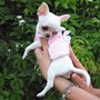 Maglioncino per chihuahua Pets Fashion Scalda cuore per cuccioli