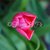 Bocciolo di Tulipano rosa