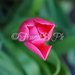 Bocciolo di Tulipano rosa