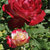 Rose tra le pagine: VICTORIA