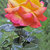 Rose tra le pagine: MARY