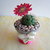 cactus con fiore rosso fatti a mano con pasta di mais,soprammobile, ideale anche  come idea regalo ad un prezzo veramente speciale