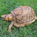 Tartaruga decorativa in legno