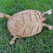 Tartaruga decorativa in legno