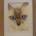 Quadro musetto di gatto con occhi azzurri