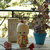 Bambola giapponese - Soffio di Vento-A800015Fioritura-A800017