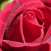 Orecchini Falstaff con rose in resina 