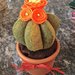 cactus in feltro con fiori arancioni in feltro
