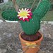 cactus in feltro verde prato con perline e fiore rosa