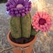 cactus in feltro con due fiori rosa e bordò