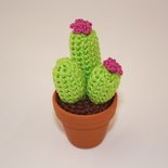 Mini cactus fiore fucsia