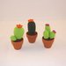Mini cactus fiore fucsia