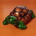 Tartaruga piccola con guscio a macchie irregolari