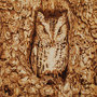MIMETISMO - ASSIOLO pirografia su legno cm 25x27