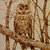 Allocco - quadro cm 25x30 - pirografia su legno