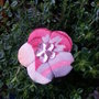 Spilla fiore Ume shiny pink