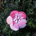 Spilla fiore Ume shiny pink
