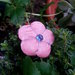 Spilla fiore Ume rosa glitter