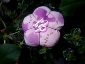 Spilla fiore Ume violet