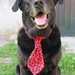Cravatta per cani