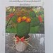 cartamodello tutorial cactus fico d'india in feltro 