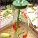 Bottiglia di vetro con cannuccia verde con papaveri dipinti