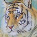 disegno tigre pastelli