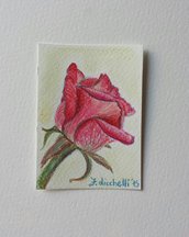 Aceo n. 2 matite colorate
