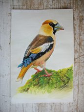 Uccello Frosone acquerello su carta, dipinto originale