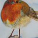 Uccello pettirosso acquarello su carta ruvida, dipinto originale