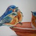 Uccelli acquerello su carta, dipinto originale
