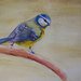 Uccello acquerello su carta, dipinto originale