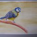 Uccello acquerello su carta, dipinto originale