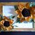 QUADRO 3D CORNICE GIRASOLI