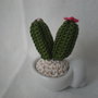 mini cactus uncinetto