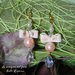 Orecchini fiocco in fimo e perle rosa pesca