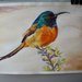 Uccello Colibrì acquerello, dipinto originale /Bird hummingbird watercolor, original painting