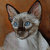 Ritratto gatto siamese pastelli e acrilico su cartoncino