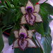 Orchidea tutorial tecnica tessitura di perline