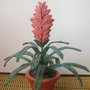 Bromelia di perline