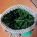 Pochette Mini jewel bags verde
