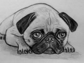 Ritratto disegno schizzo cane carlino matita su carta