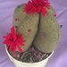 Bomboniera idea regalo piantina di cactus puntaspilli