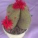 Bomboniera idea regalo piantina di cactus puntaspilli