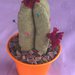 Bomboniera idea regalo piantina cactus puntaspilli