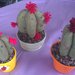 Bomboniera idea regalo piantina cactus puntaspilli