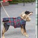 cappottino scozzese cane